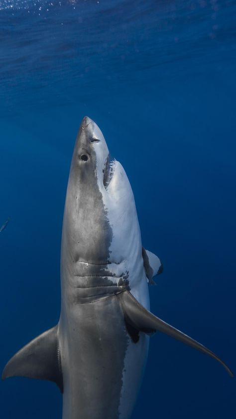 This man's obsession with Great White Sharks has produced some of the best photos we've ever seen! Vertical Horizon, Underwater Life, Deep Blue Sea, Shark Week, White Sharks, Great White Shark, Random Thoughts, Ocean Creatures, Ocean Animals