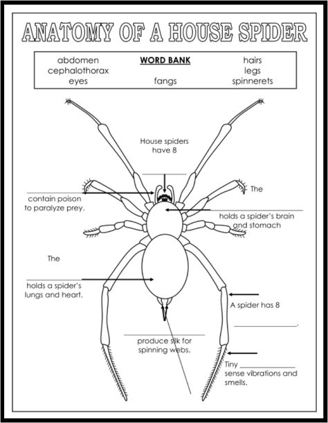 Legs On The Wall, Spider Facts, 1st Grade Projects, Spider Identification, Spider Fact, Spider Activities, Sensory Science, House Spider, Web Spider