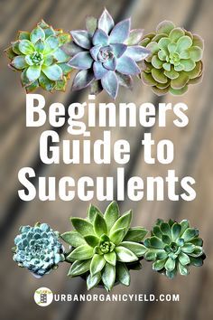 Succulent Care For Beginners, Multiplier Des Plantes Grasses, Suculent Plants, Succulent Garden Outdoor, Types Of Succulents Plants, Survival Foods, Plant Succulents, Succulent Garden Indoor, Succulent Garden Design