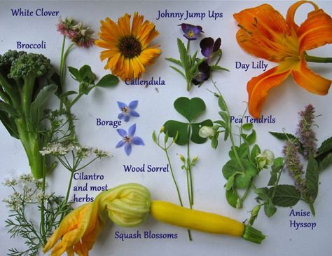 Edible-flowers Flower Popsicles, Eatable Flowers, Edible Weeds, Johnny Jump Up, Orange Poppies, Dandelion Flowers, Annual Flowers, Pergola Patio, Edible Plants