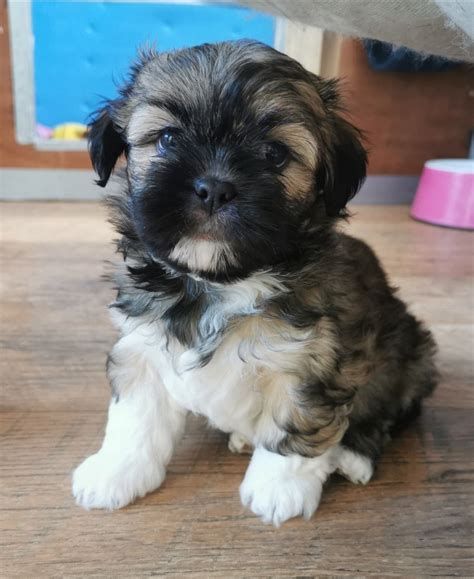 Lasa Apso Puppies, Lhasa Apso Puppies, Dog Breeders, Brown Puppies, Sleeping Puppies, Lhasa Apso, Healthy Pets, Lhasa, Dog Breeder