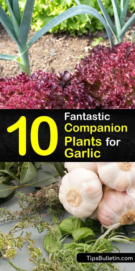 Garlic Companion Planting, Chive Companion Plants, Chives Companion Planting, Companion Plants For Garlic, Plant Companions Vegetables, Spider Plant Companion Planting, Cabbage Companion Plants, Garlic Companion Plants, When Do You Plant Garlic