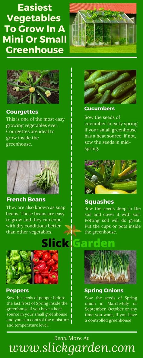 Easiest Vegetables To Grow, Garden Diy Furniture, Growing Asparagus, Greenhouse Vegetables, Vegetables To Grow, Easy Vegetables To Grow, Greenhouse Plants, Greenhouse Growing, Backyard Greenhouse