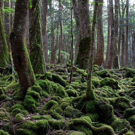 Aokigahara National Forest — Forest Review | Condé Nast Traveler Aokigahara Forest, Day Trips From Tokyo, Japanese Forest, Monte Fuji, Most Haunted Places, Frame Structure, Most Haunted, Conde Nast Traveler, Haunted Places