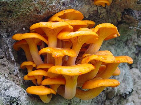 Jack O Lantern Mushroom Jack O Lantern Mushroom, Mushroom Core, Lichen Moss, Slime Mould, Plant Fungus, Mushroom Fungi, Surrealism Painting, Halloween Painting, Mushroom Art