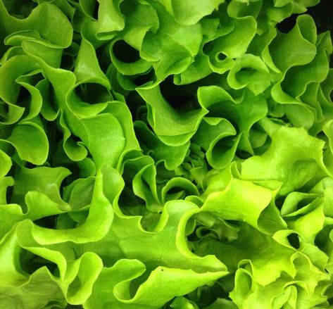 Is vertical farming profitable? Vertical Agriculture, Vertical Farming Restaurant, Gold Vault, Wild Lettuce, Light Science, Leaf Lettuce, Lettuce Seeds, Vertical Farming, Organic Produce