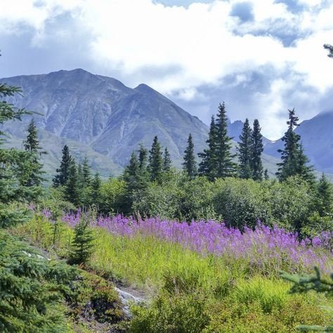 Denali National Park, Alaska, isn't just another park - it's a crown jewel of the Last Frontier. Home to North America's tallest peak, Denali (formerly Mount McKinley), this breathtaking landscape boasts glaciers, pristine wilderness, and abundant wildlife. Imagine spotting grizzly bears roaming the tundra, kayaking through crystal-clear lakes with snow-capped mountains reflected in the water, or hiking beneath a sky filled with a million stars. Denali is an adventurer's paradise and a nat... Alaska Denali, Mount Mckinley, Million Stars, Grizzly Bears, Ocean Cruise, Adventure Bucket List, Denali National Park, Clear Lake, A Sky