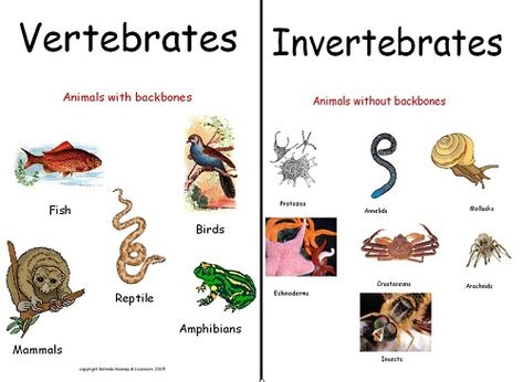 Vertebrates And Invertebrates, Montessori Science, Animal Classification, 5th Class, Animal Science, Animal Groups, Preschool Science, Science Worksheets, Creative Activities For Kids