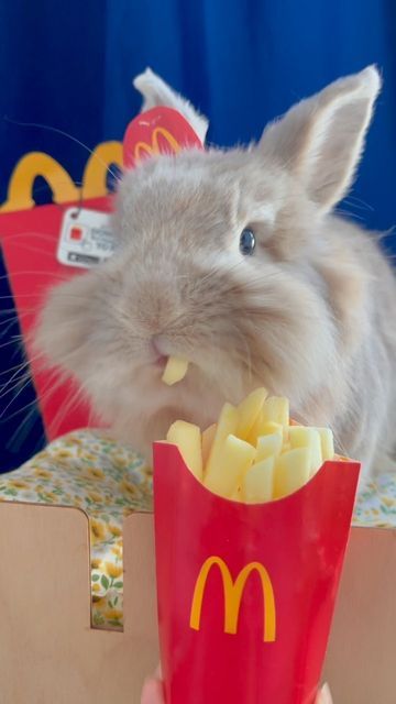 Miffy & Mikka 紐約兔兔 on Instagram: "Haters will say animal aboose 🍟 (These are just apples 🍎) #bunnynyc #bunny #mcdonalds #imlovinit #funnyanimals #happyhalloween" Cute Bunny Eating, Bunny Eating Carrot, Himalayan Rabbit, Mcdonalds Memes Humor, Rabbit Life, Silly Rabbit, Rabbit Meme, Jessica Rabbit, House Rabbit