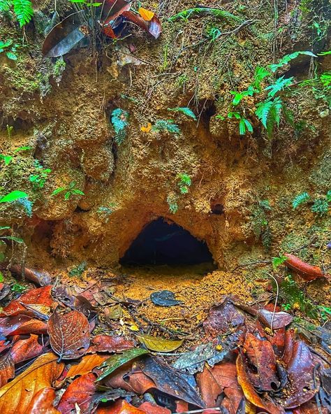 Armadillo Burrow, Animal Burrow, Amazon Animals, Animal Habitat, 22 November, Animal Habitats, Rats, Habitat, Farmer