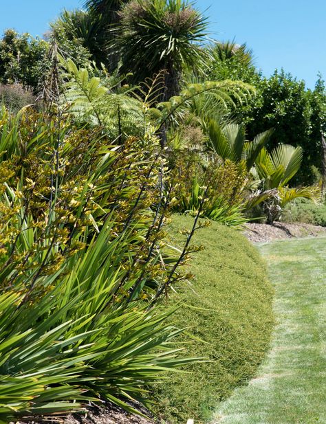 New Zealand Coastal Garden, Native Garden Nz, Nz Native Garden Ideas, Nz Native Garden Landscape Design New Zealand, Nz Native Garden Landscape Design, Nz Native Garden, Nz Landscaping, Garden Ideas Nz, New Zealand Garden