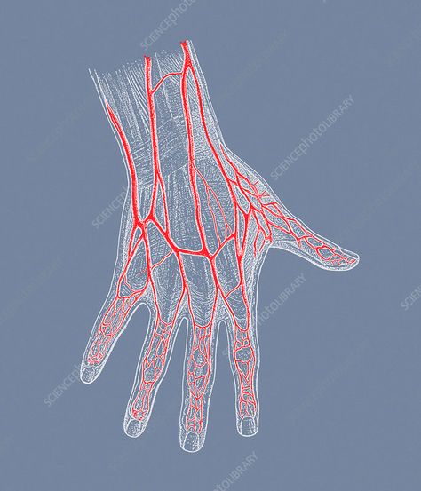 Hand veins. Historical artwork of the veins (red) of the hand. Blood enters the hand through wrist arteries (not seen) that branch out to form the capillaries of the fingers. The blood then leaves the hand through an extensive network of veins on the back of the hand. Vein Drawing, Hands Cartoon, Veiny Hands, Hand Veins, Hand Anatomy, Small Drawing, Drawing Room Interior Design, Earth Illustration, Red Veins