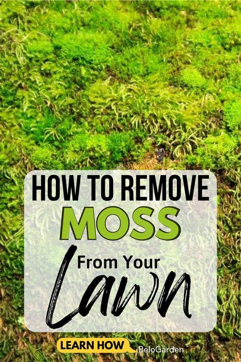 How To Remove Moss From lawn Feeling Embarrassed, Moss Lawn, Potato Gardening, Killing Weeds, Moss Removal, Moss Grass, Lawn Care Schedule, Seeding Lawn, Growing Grass