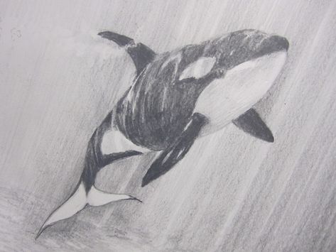 Orca drawing Killer Whale Drawing, Orca Mural, Orca Drawing, Animal Journal, Underwater Drawing, Orca Art, Orca Tattoo, Whale Drawing, Mural Inspiration