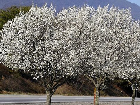 Honeycrisp Apple Tree, Bradford Pear Tree, Flowering Pear Tree, Golden Rain Tree, White Flowering Trees, Maidenhair Tree, Blooming Trees, Pear Trees, Pear Tree