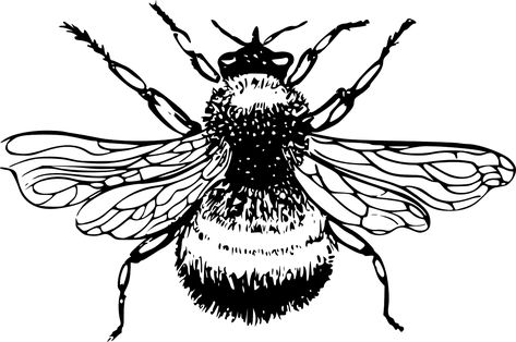 Bumblebee Bumble Bee - Free vector graphic on Pixabay Bumblebee Drawing, Honey Bee Drawing, Bumble Bee Illustration, Bee Outline, Honey Images, Bee Coloring, Bee Silhouette, Bumble Bee Tattoo, Bumble Bee Art