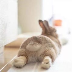 Crazy Bunny Lady, Bunny Lady, Pet Bunny Rabbits, Cute Bunny Pictures, 강아지 그림, Pet Bunny, Bunny Pictures, Cute Animals Images