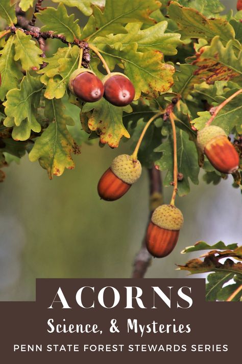 learn more about red & white oak trees and their acorns - germination, weather, & wildlife value Acorn Tree, Red Oak Tree, White Oak Tree, Forest Plants, Smart Garden, Still Life Fruit, Fruit Photography, Wood Tree, Fruit Plants