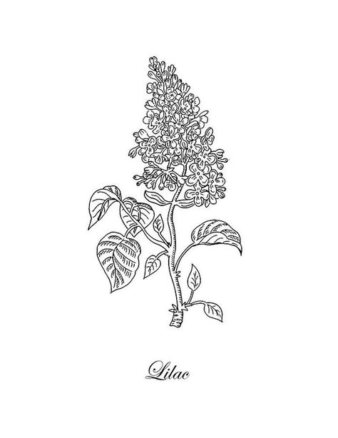 Lilacs Tattoo Black And White, Lilac Illustration Simple, Lilac Drawing Black And White, Simple Lilac Tattoo Black And White, Lilac Outline, Lilac Tattoo Black And White, Lilac Tattoos, Lilac Drawing, Tree Branch Tattoo