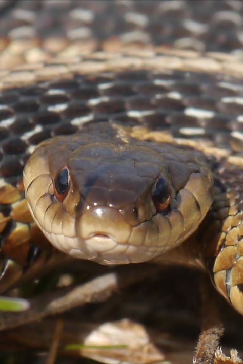 A vicious Eastern Garter Snake (Thamnophis sirtalis sirtalis) stares threateningly at the camera, posed in a striking position. Garter Snake, Memes, Animals, Quick Saves