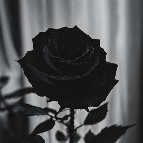 Ai created black rose nature photography #blackrose #gothaesthetic #rose #flowerphotography Gothic Romance Aesthetic, Vampire Romances, Gothic Rose, Aesthetic Roses, Rosé Aesthetic, Slytherin Aesthetic, Photo Art Frame, Pretty Backgrounds, Black Roses