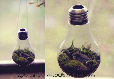 Upcycled Light Bulb Terrarium | ThriftyFun Light Bulb Terrarium Diy, Bulb Terrarium, Light Bulb Terrarium, Denim Bleach, Recycled Home Decor, Miniature Terrarium, Light Bulb Ornaments, Incandescent Light Bulb, Crafts Decor