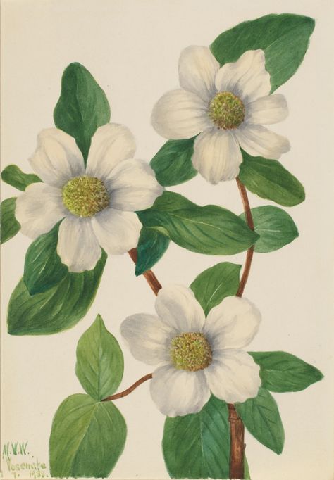 Pacific Dogwood (Cornus nuttallii) | Smithsonian American Art Museum Dogwood Illustration, Elsa Mora, Pacific Dogwood, Surreal Flowers, Heart Wall Art, American Painting, Painting Medium, Smithsonian Institution, Art Google