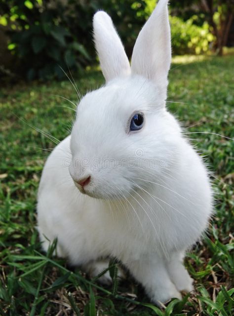 Easter bunny. White rabbit with blue eyes in the green grass, Leporidae family , #sponsored, #rabbit, #blue, #White, #Easter, #bunny #ad Pictures Of Bunnies, Funny Pictures Of Animals, All About Rabbits, Bunny Poster, Pictures Of Animals, White Rabbits, Bunny Pictures, Pet Rabbit, Like Animals