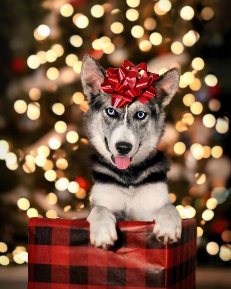 Cute Christmas Dog Pictures, Dog Photography Christmas, Christmas Dog Photos, Dog Holiday Photoshoot, Christmas Photoshoot With Dog, Christmas Picture Ideas With Dogs, Christmas Dog Pictures, Dog Christmas Photoshoot, Pet Christmas Photos