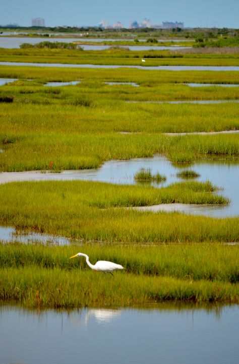 Spoonbill Tattoo, Charleston Marsh, Marsh Pictures, Marsh Photos, Marsh House, Marsh Photography, Marsh Art, Assateague Island National Seashore, Assateague Island