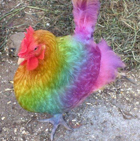 Color Splash Art, Rainbow Chicken, Rainbow Animals, Rooster Breeds, Chicken Coloring, Rainbow Things, Rainbow Stuff, Rainbow Images, Rainbow Pictures