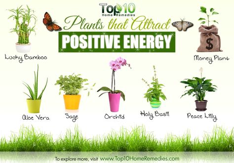 plants for positive energy Peace Lillies, Feng Shui Plants, Attract Positive Energy, Top 10 Home Remedies, Rainwater Harvesting, Bedroom Plants, Rain Water Collection, House Plants Indoor, Outdoor Plants