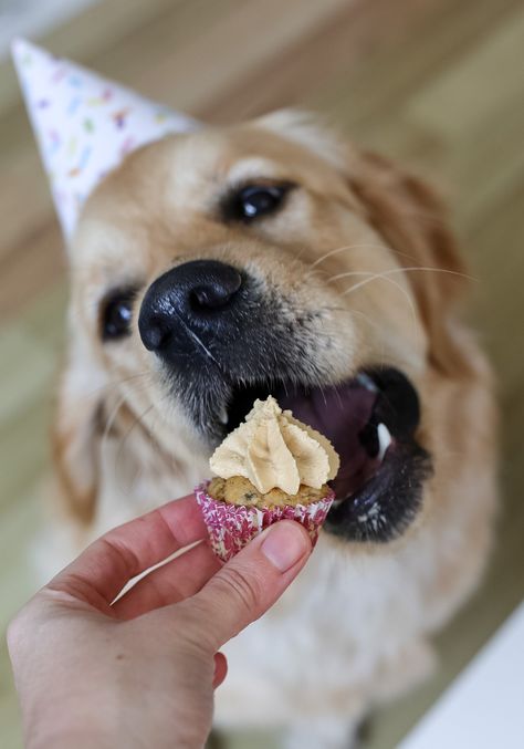 Peanut Butter and Banana Pupcakes - Cupcakes for your Dog! Happy Birthday Maggie, Butter Cupcake Recipe, Puppy Birthday Party, Dog Cake Recipes, Dogs Treats, Peanut Butter And Banana, Dog Cupcakes, Man Eating, Dog Biscuit Recipes