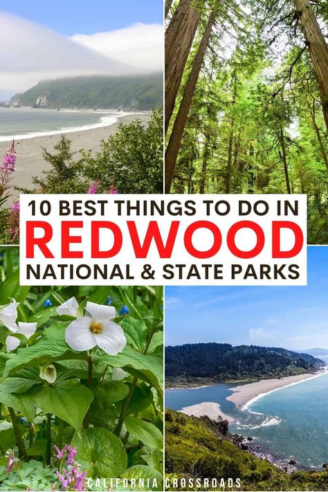 Top 10 Things to Do in Redwood National & State Parks - California Crossroads California Redwoods Vacation, Prairie Creek Redwoods State Park, Jedediah Smith Redwoods State Park, Redwoods National Park, National Park Hikes, Humboldt Redwoods State Park, Redwood National And State Parks, Coast Redwood, California Redwoods