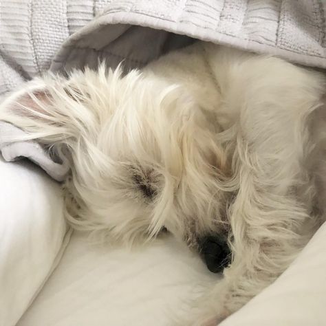 Milo the Westie on Instagram: “Sunday snoozin 😴😴 #sundaysnooze #westie #westiegram #westiesofinstagram #dogsofnyc #dogsofinstagram” Westie Decor, Westie Aesthetic, Westie Birthday Wishes, Christmas Westie Dog, West Highland White Terrier Aesthetic, Princess Sophia, West Highland White, White Terrier, West Highland White Terrier