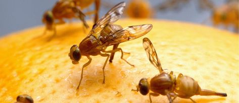 5 Easy Ways to Get Rid of Fruit Flies | ApartmentGuide.com Homemade Fruit Fly Trap, Fly Control, Fruit Fly Trap, Flea Prevention, Best Pest Control, Bug Control, Bees And Wasps, Pest Management, Fly Traps