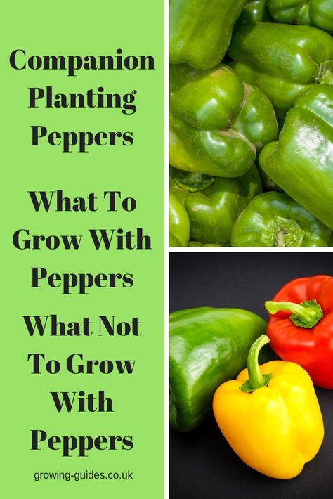 Companion planting peppers with beneficial plants will help you to grow better bell peppers, healthier plants with a greater crop. Pepper Plant Companions, Jalapeno Companion Planting, Bell Pepper Companion Plants, Pepper Companion Planting, Planting Bell Peppers, Companion Plants For Peppers, Planting Peppers, Peppers Growing, Rainbow Chard Recipes