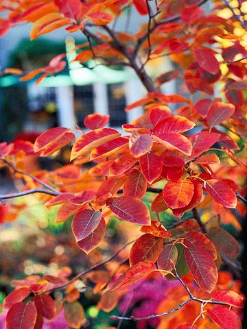 Serviceberry Tree, Service Berry, Tree Tree, Planting Shrubs, Garden Shrubs, Have Inspiration, Art Tree, How To Attract Birds, Tall Plants