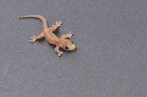 Ryukyu Life: Okinawa Common House Gecko Images Common House Gecko, House Smells Bad, House Gecko, Get Rid Of Lizards, Peranakan Tiles, Princess Character, Cute Lizard, Natural Repellent, Adorable Creatures