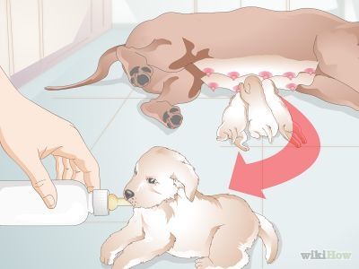 How to Feed Newborn Puppies -- via wikiHow.com Bottle Feeding Puppies, Newborn Puppy Care, Weaning Puppies, Feeding Puppy, Newborn Puppy, Puppy Formula, Puppy Kennel, Newborn Puppies, Puppy Pads