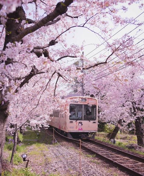 Train in Kyoto, Japan. Cherry Blossom Japan, Cherry Blossom Season, Sakura Tree, Japan Aesthetic, Aesthetic Japan, Blossom Trees, Kyoto Japan, Elba, Pretty Places