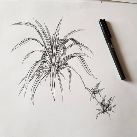 Shop Mural, Wildflower Drawing, Plant Sketches, Work Illustration, Spider Plant, Start Drawing, Corn Plant, Plant Tattoo, Botanical Tattoo