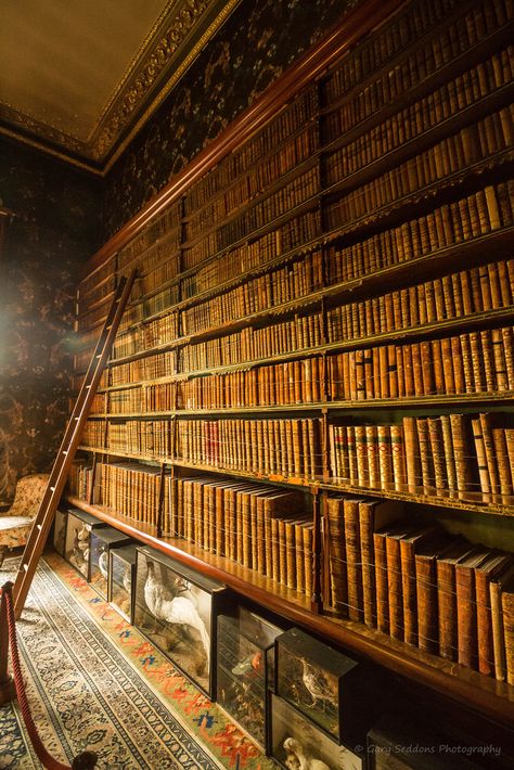 Abandoned Library, Ancient Library, Lots Of Books, Old Libraries, Dream Library, Beautiful Library, Library Architecture, Old Library, Library Room