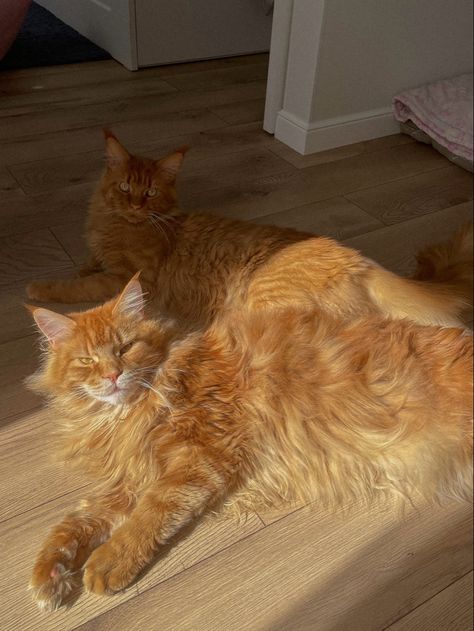 #instagram #cat #mainecoon #mainecooncats Ginger Mainecoon Cat, Ginger Maine Coone Cat, Red Mainecoon Cat, Ginger Maine Coone, Mainecoon Cat Orange, Orange Maine Coone, Maine Cooney Cats, Cat Mainecoon, Maine Coone