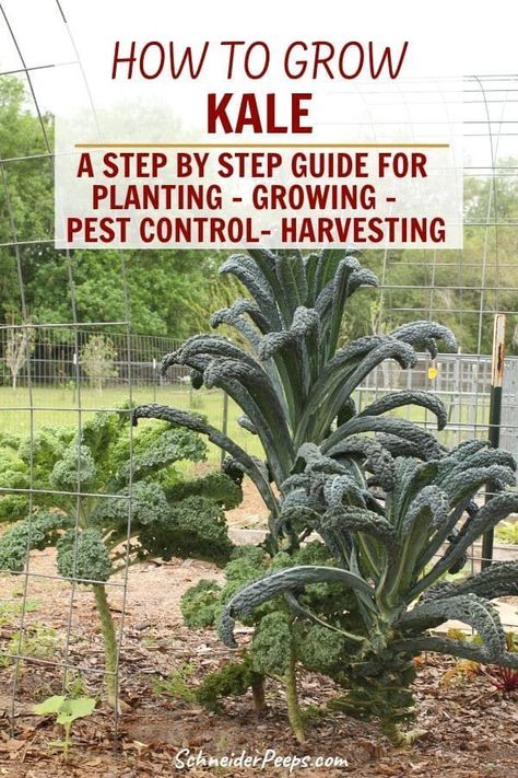 How To Harvest Kale, How To Grow Kale, Harvest Kale, Grow Kale, Harvesting Kale, Kale Plant, Growing Kale, Edible Landscape, Backyard Gardens