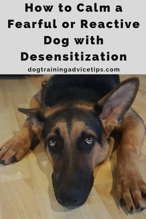 Dog Minding, Reactive Dog, Easiest Dogs To Train, Dog Training Advice, Dog Brain, Dog Hacks, Training Your Puppy, Cat Training, Dog Obedience