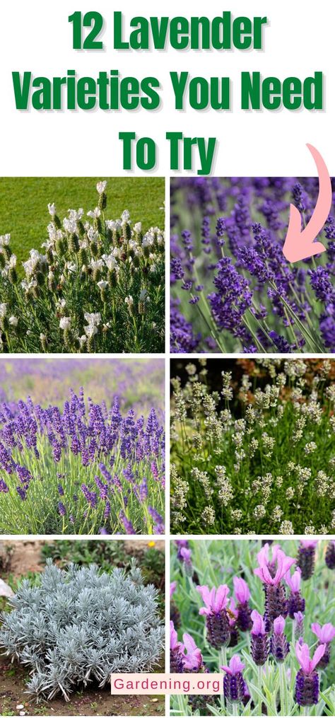 Types Of Lavender Plants, English Lavender Plant, Lavender Potted Plant, Lavender Plant Care, Lavender Types, How To Propagate Lavender, Lavender Varieties, Spanish Lavender, Growing Lavender