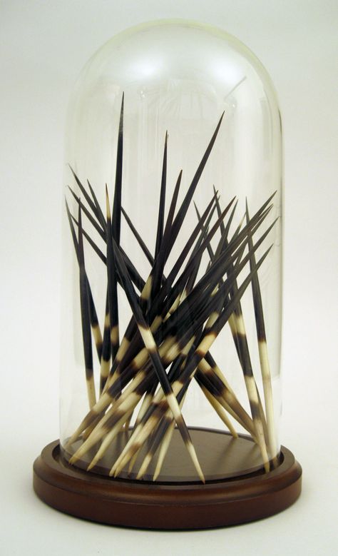 African Porcupine Quills under Glass Cloche Hunters And Gatherers, Taxidermy Decor, Animal Taxidermy, Porcupine Quills, Pen Diy, Dental Art, Glass Cloche, Black Tree, Found Object