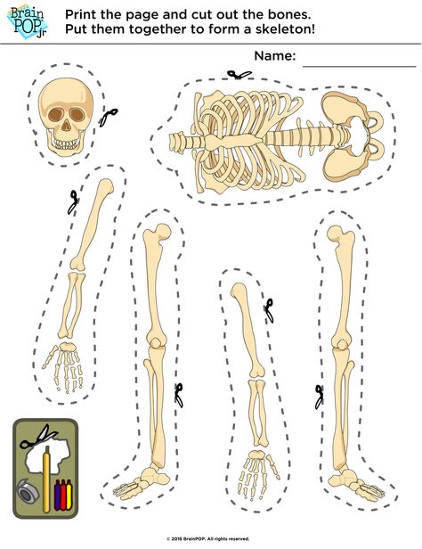 How To Make Skeleton Bones, Human Body Classroom Decor, Ezekiel 37 Dry Bones Craft, Skeleton For Kids, Science Project Board, Human Body Crafts, Human Body Worksheets, Human Body Projects, Science Experience