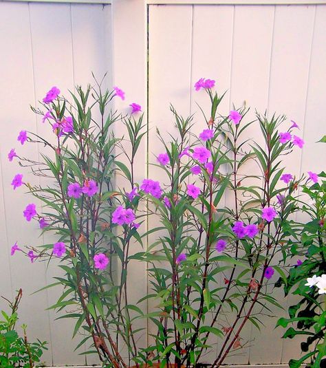 Mexican Petunia Ruellia Rooted Plant  Mexican petunia easily propagated by using soft wood cuttings rooting in water. This plant is easy to grow under most conditions. These plants will produce blooms in almost any type of soil, and are resistant to drought and wet conditions as well. Mexican petunias are perennial shrubs, which can grow as tall as 3 feet.  ********************************************************************************* This listing is for two(2) healthy rooted plant (9-12 i... Mexican Petunias, Mexican Petunia, Arizona Garden, Butterfly Garden Plants, Farm Diy, Petunia Plant, Fish Pond Gardens, Arizona Gardening, Perennial Shrubs